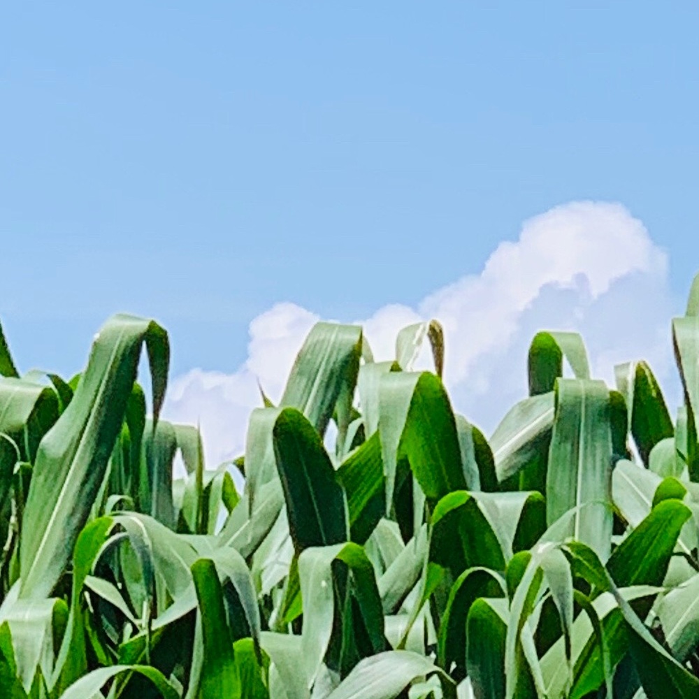 Meet your Posher, Pedro